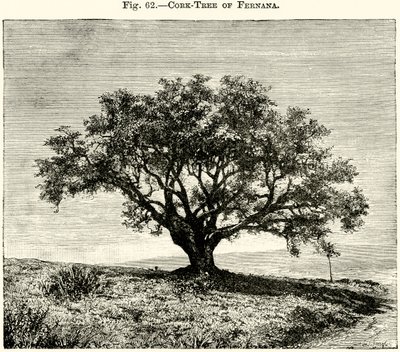 Chêne-liège de Fernana - English School